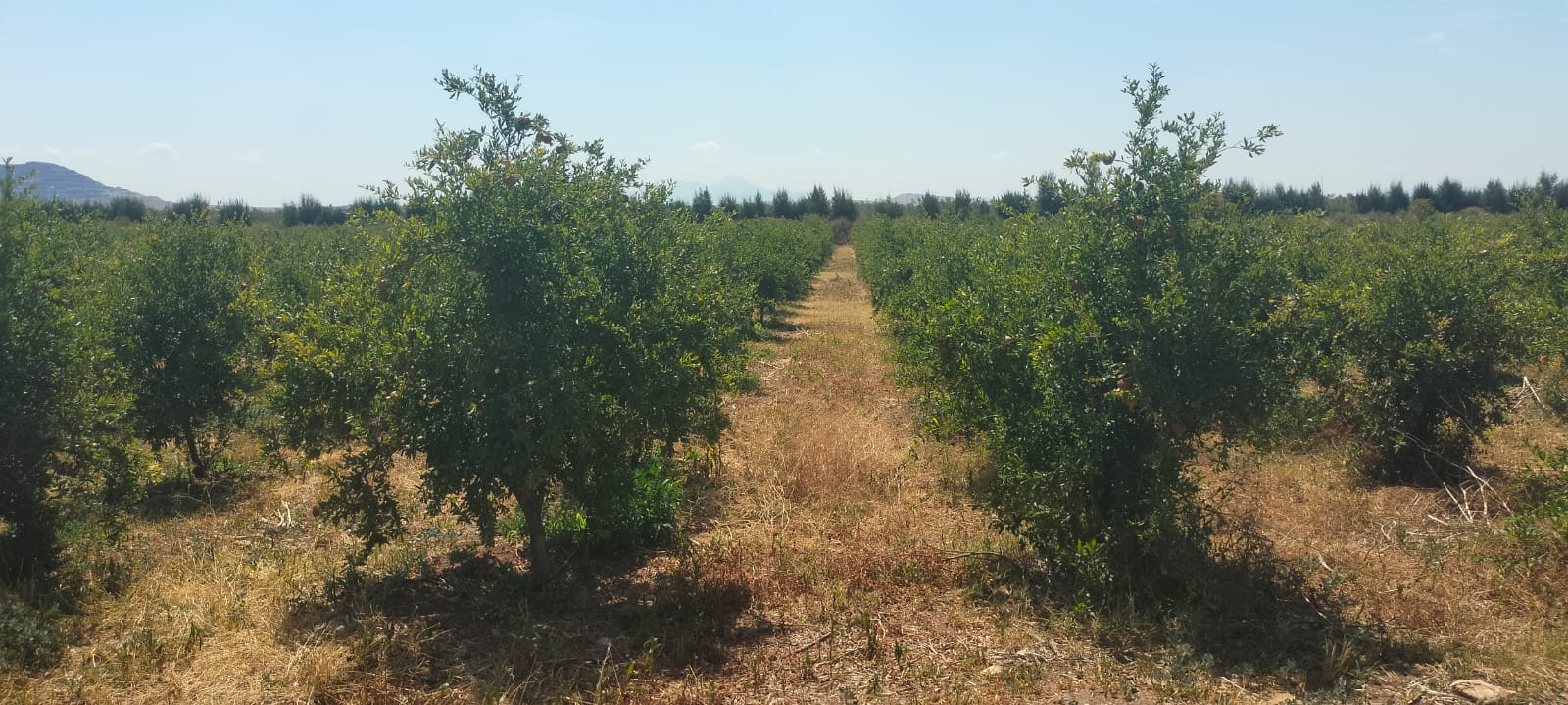 Bir Mcherga Boucha Terrain Terrain agricole 11hectares  grenadiers et d'oliviers
