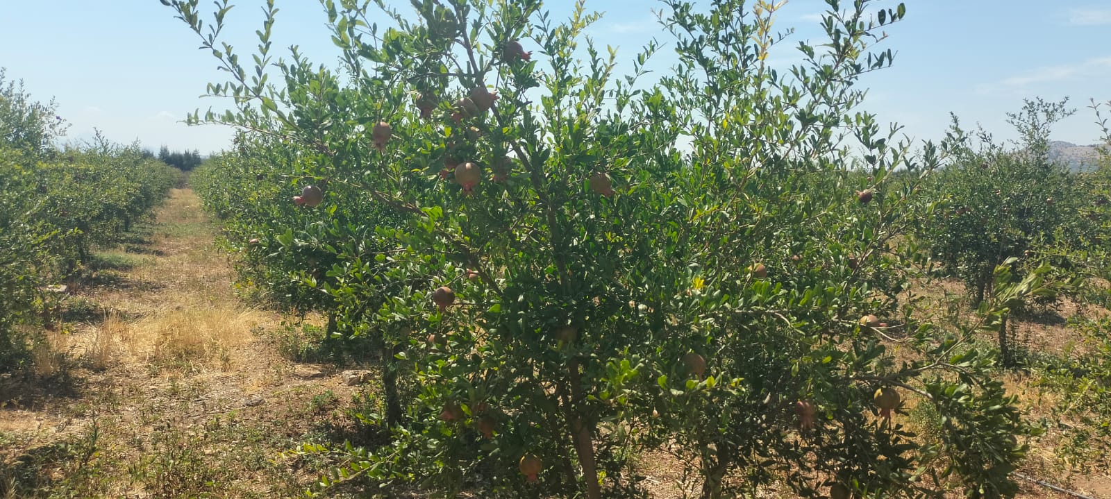 Bir Mcherga Boucha Terrain Terrain agricole 11hectares  grenadiers et d'oliviers