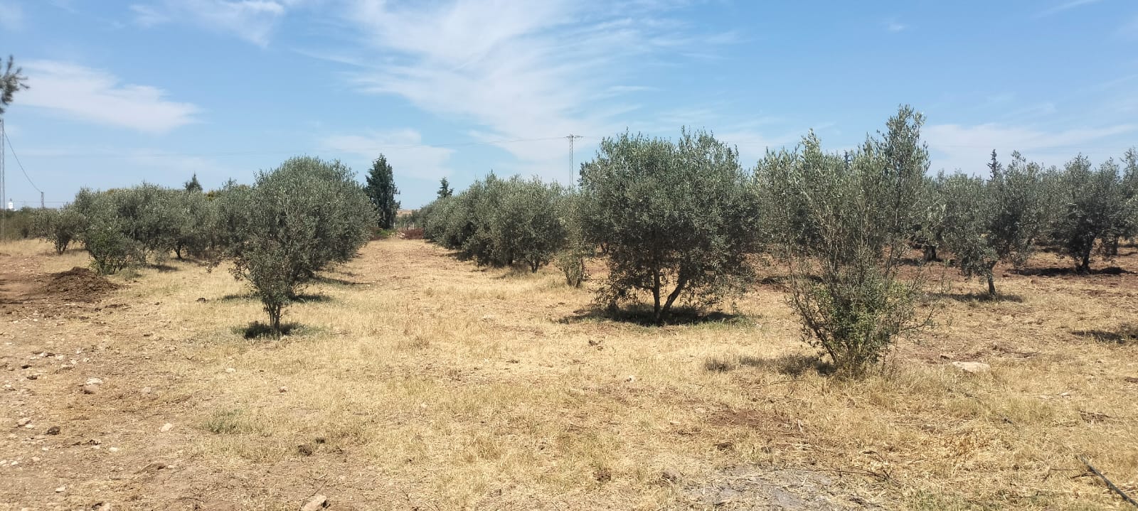 Bir Mcherga Boucha Terrain Terrain agricole 11hectares  grenadiers et d'oliviers