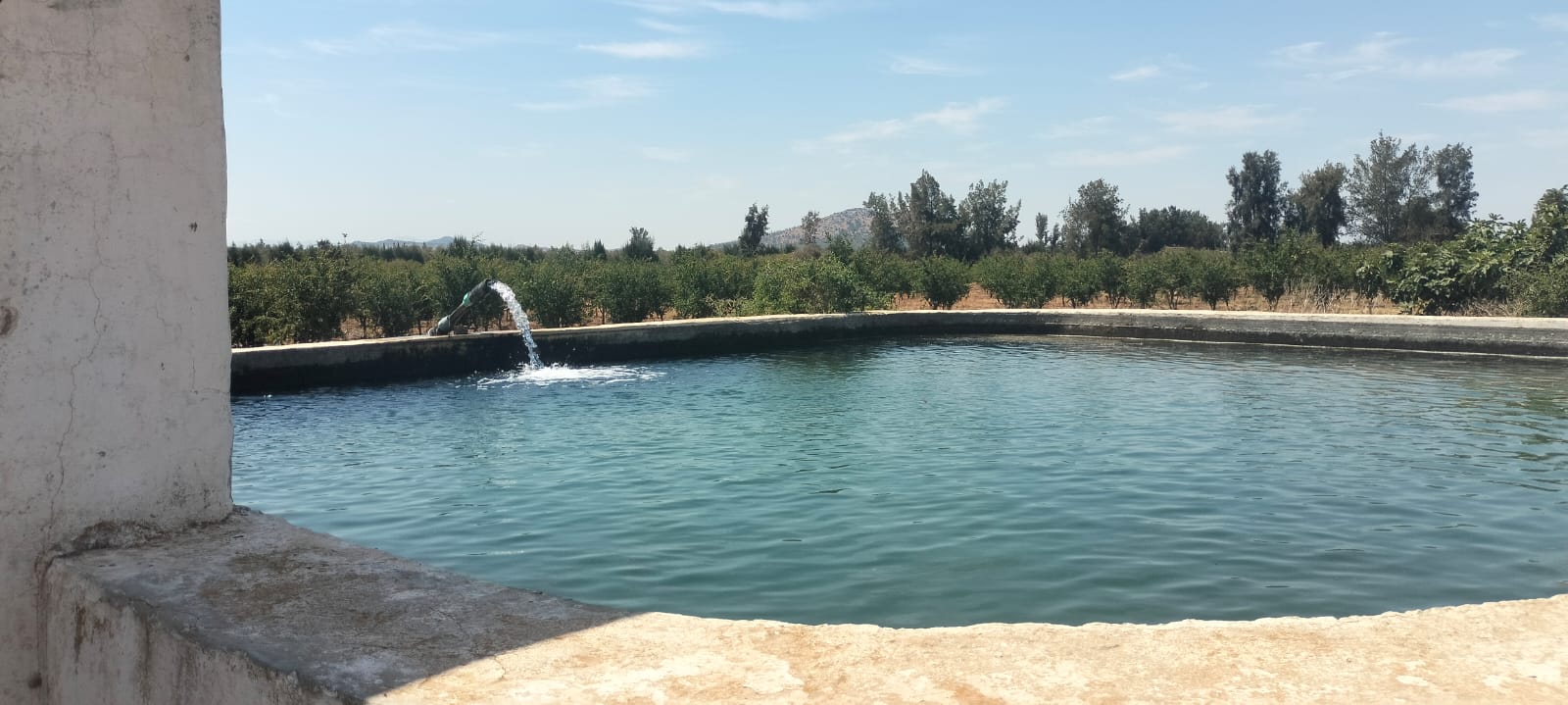 Bir Mcherga Boucha Terrain Terrain agricole 7 hectares de ferme de grenadiers et d'oliviers