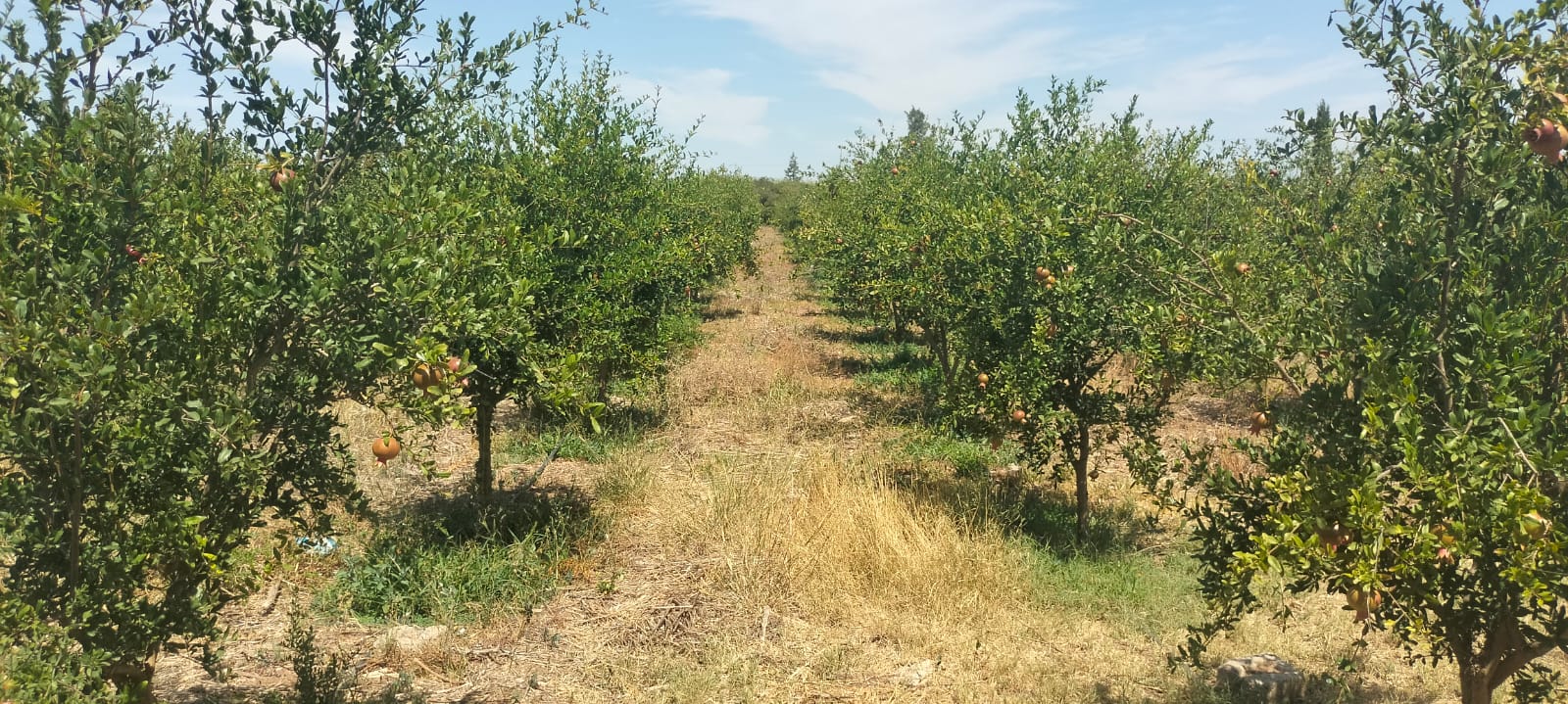 Bir Mcherga Boucha Terrain Terrain agricole 7 hectares de ferme de grenadiers et d'oliviers