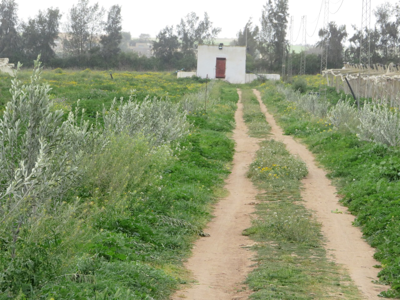 Bir Mcherga Boucha Terrain Terrain agricole 7 hectares de ferme de grenadiers et d'oliviers