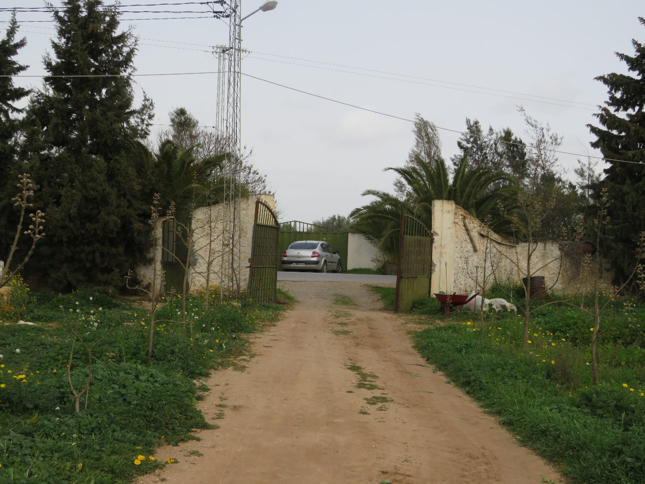 Bir Mcherga Boucha Terrain Terrain agricole 7 hectares de ferme de grenadiers et d'oliviers