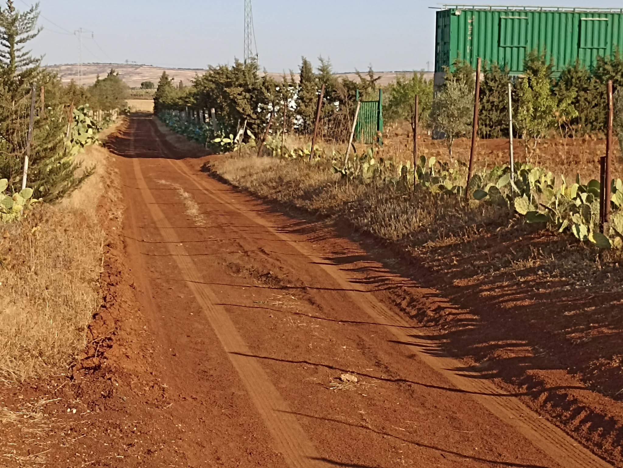 Bir Mcherga Delaiel El Arouss Terrain Terrain agricole 2h7 dans700 oliviers chitoui de 4 ans