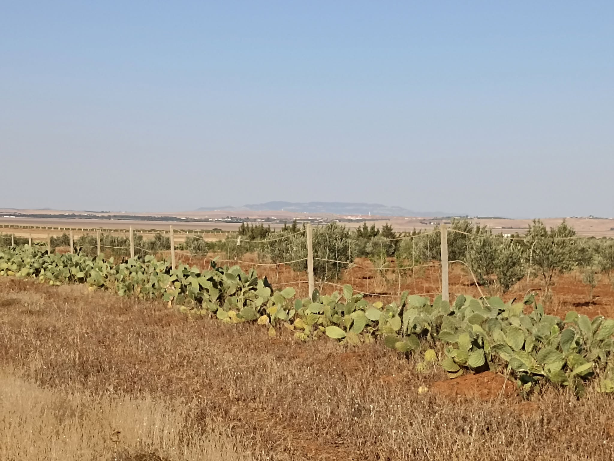 Bir Mcherga Delaiel El Arouss Terrain Terrain agricole 2h7 dans700 oliviers chitoui de 4 ans