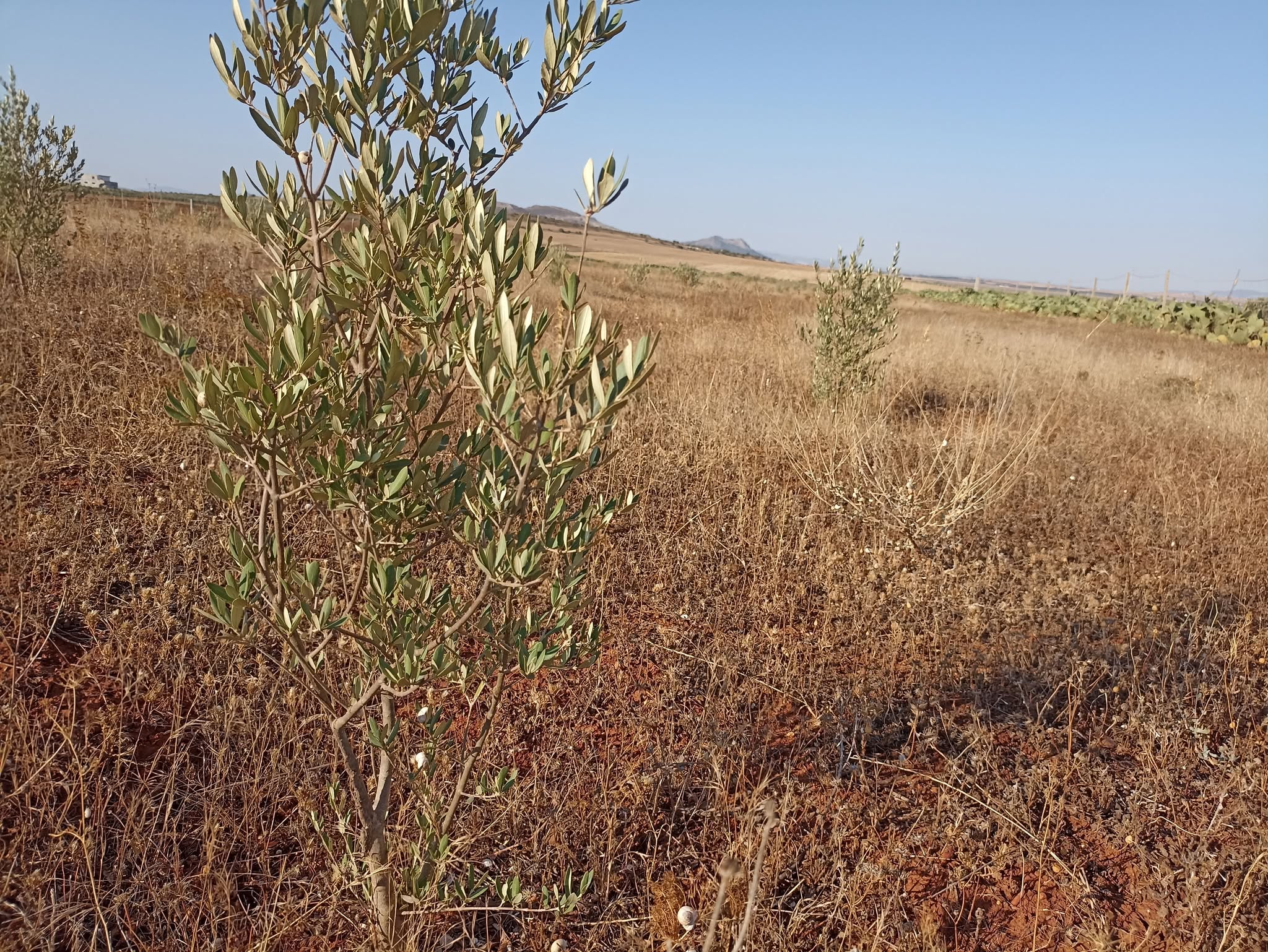 Bir Mcherga Delaiel El Arouss Terrain Terrain agricole 2h7 dans700 oliviers chitoui de 4 ans
