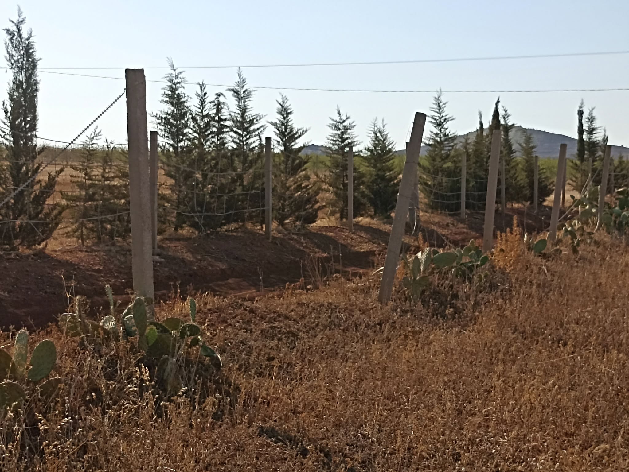 Bir Mcherga Delaiel El Arouss Terrain Terrain agricole 2h7 dans700 oliviers chitoui de 4 ans
