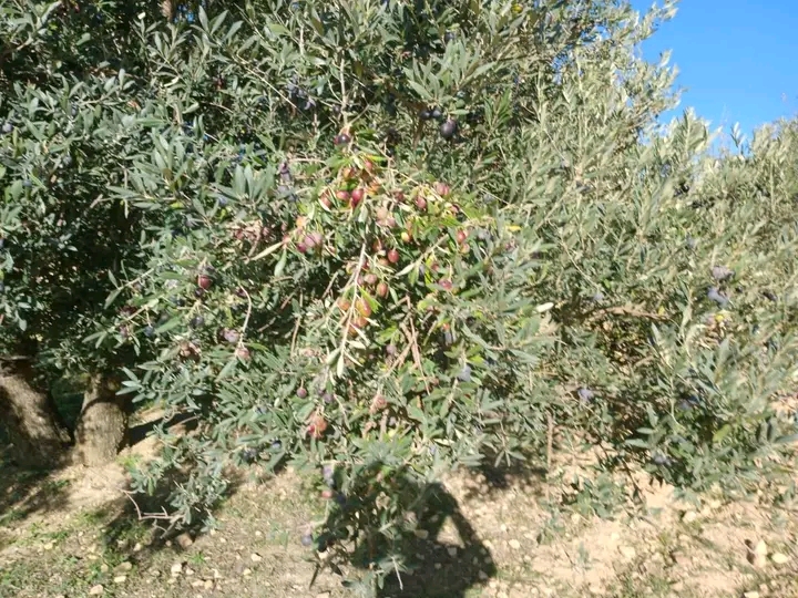 Zaghouan Zaghouan Terrain Terrain agricole Ferme de 6 hectares d oliviers