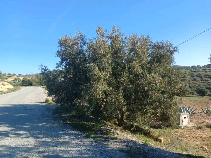 Zaghouan Zaghouan Terrain Terrain agricole Ferme de 6 hectares d oliviers