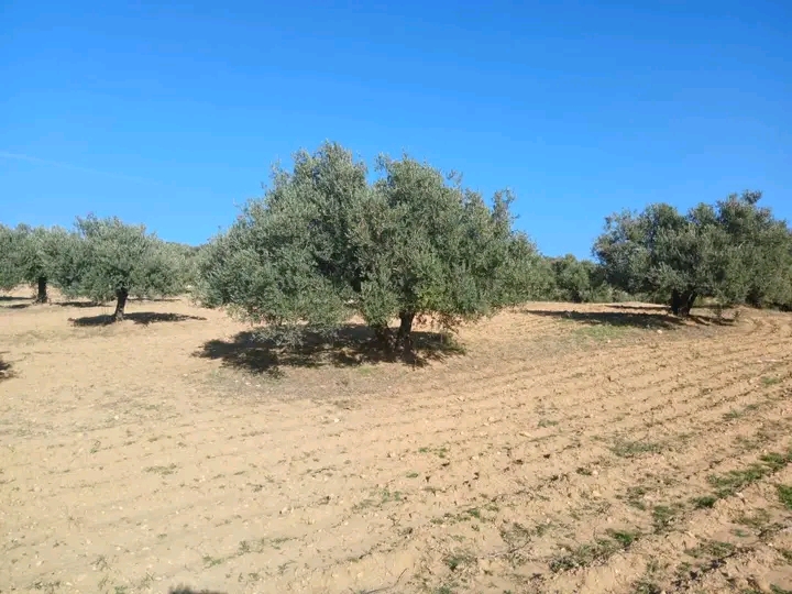 Zaghouan Zaghouan Terrain Terrain agricole Ferme de 6 hectares d oliviers