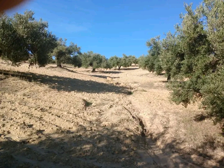Zaghouan Zaghouan Terrain Terrain agricole Ferme de 6 hectares d oliviers