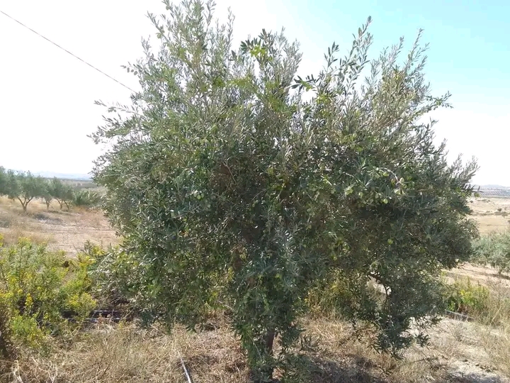 Bir Mcherga Bir Mcherga Terrain Terrain agricole Ferme agricole 32 ha en production