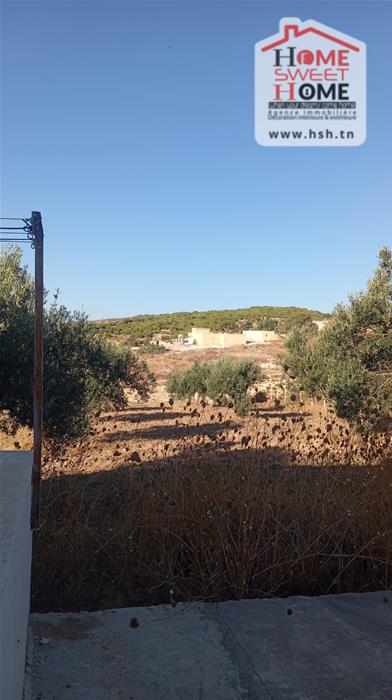 Zaghouan Zaghouan Vente Surfaces Terrain agricole daniel   zaghouan