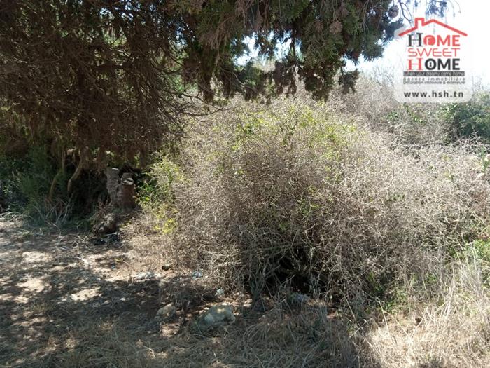 Kelibia Dar Allouche Vente Surfaces Terrain villa nawara   dar allouch