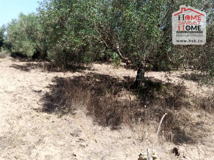 Kelibia Dar Allouche Vente Surfaces Terrain villa holanda  dar allouch