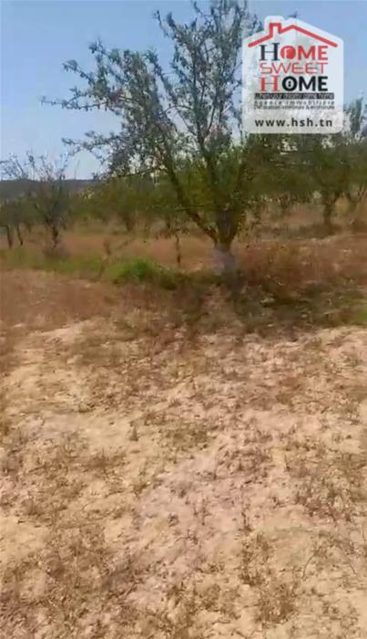 Testour Testour Vente Surfaces Terrain agricole racha  testour