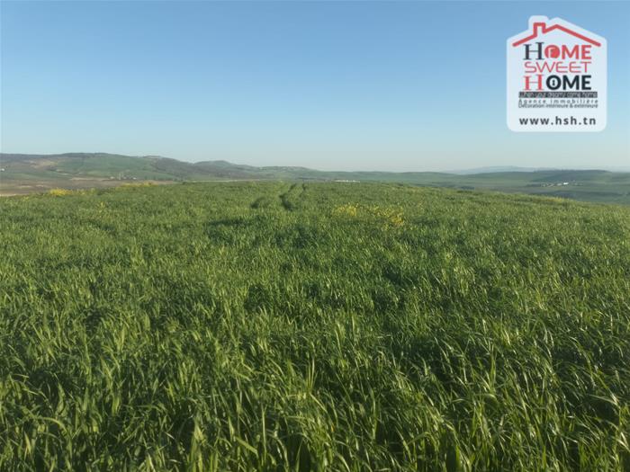 Beja Nord Beja Vente Surfaces Terrain agricole rakel   mjez el bja