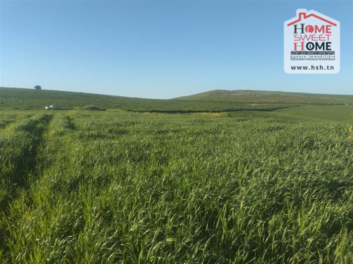 Beja Nord Beja Vente Surfaces Terrain agricole rakel   mjez el bja