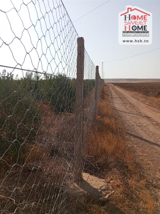 Beja Nord Beja Vente Surfaces Terrain agricole alaya   mjez el beb
