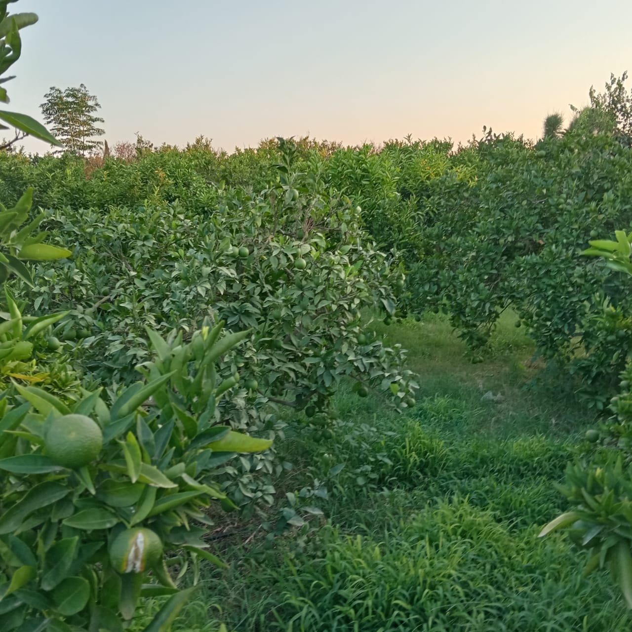 Menzel Bouzelfa Menzel Bouzelfa Terrain Terrain agricole Ferme agrumes
