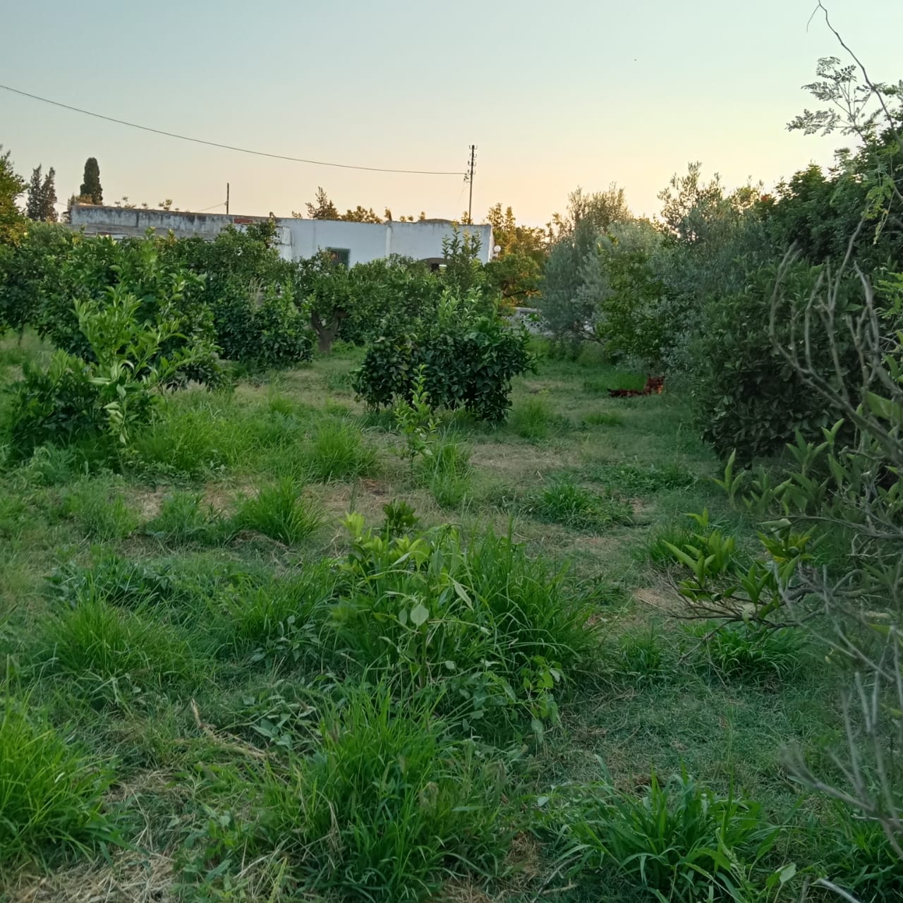 Menzel Bouzelfa Menzel Bouzelfa Terrain Terrain agricole Ferme agrumes