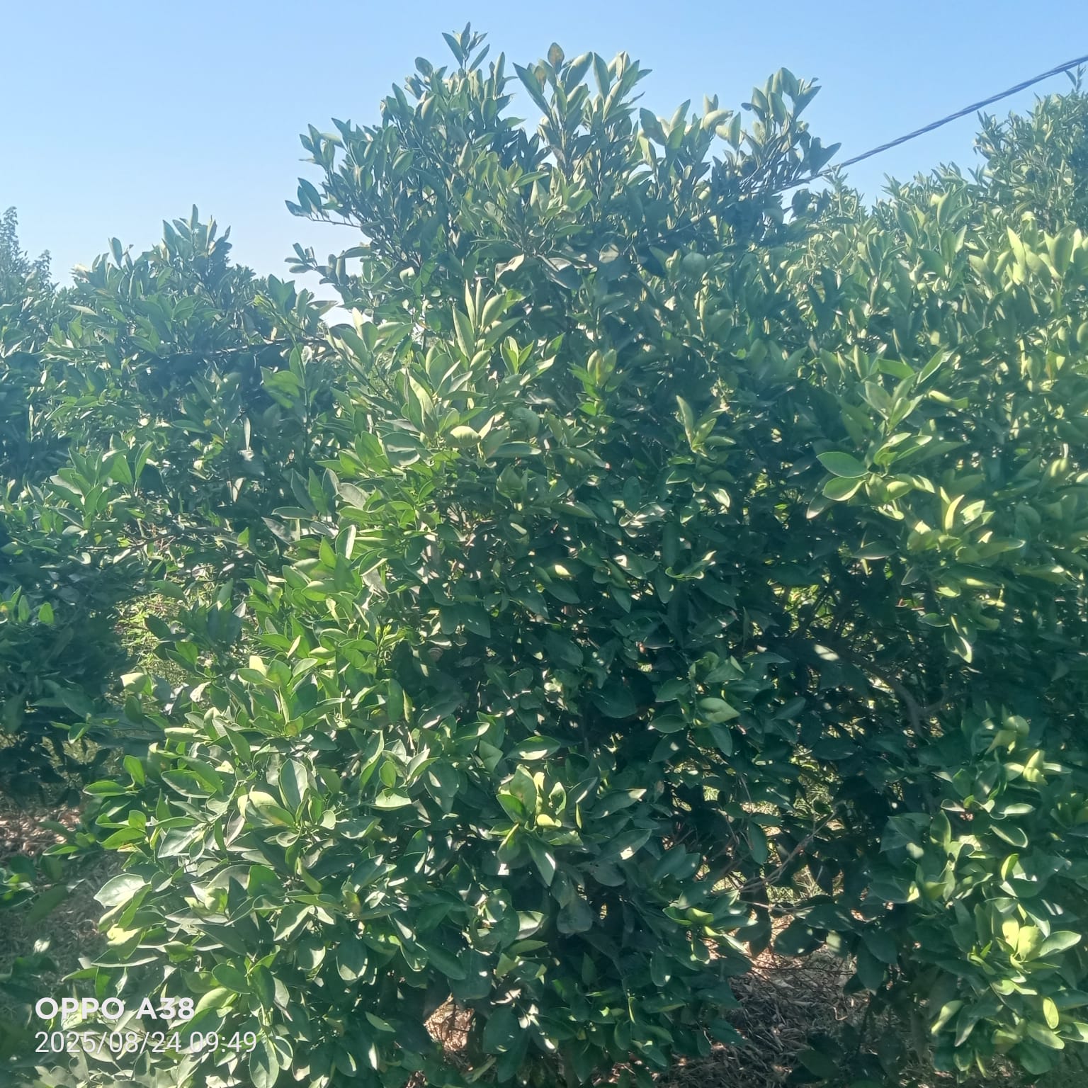 Soliman Soliman Terrain Terrain agricole Senia avec villa