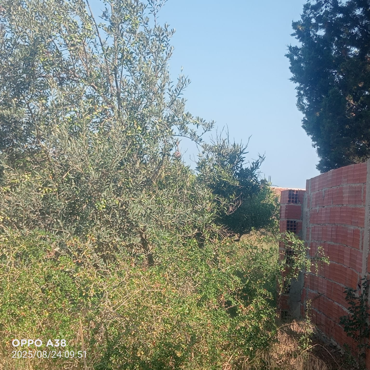 Soliman Soliman Terrain Terrain agricole Senia avec villa