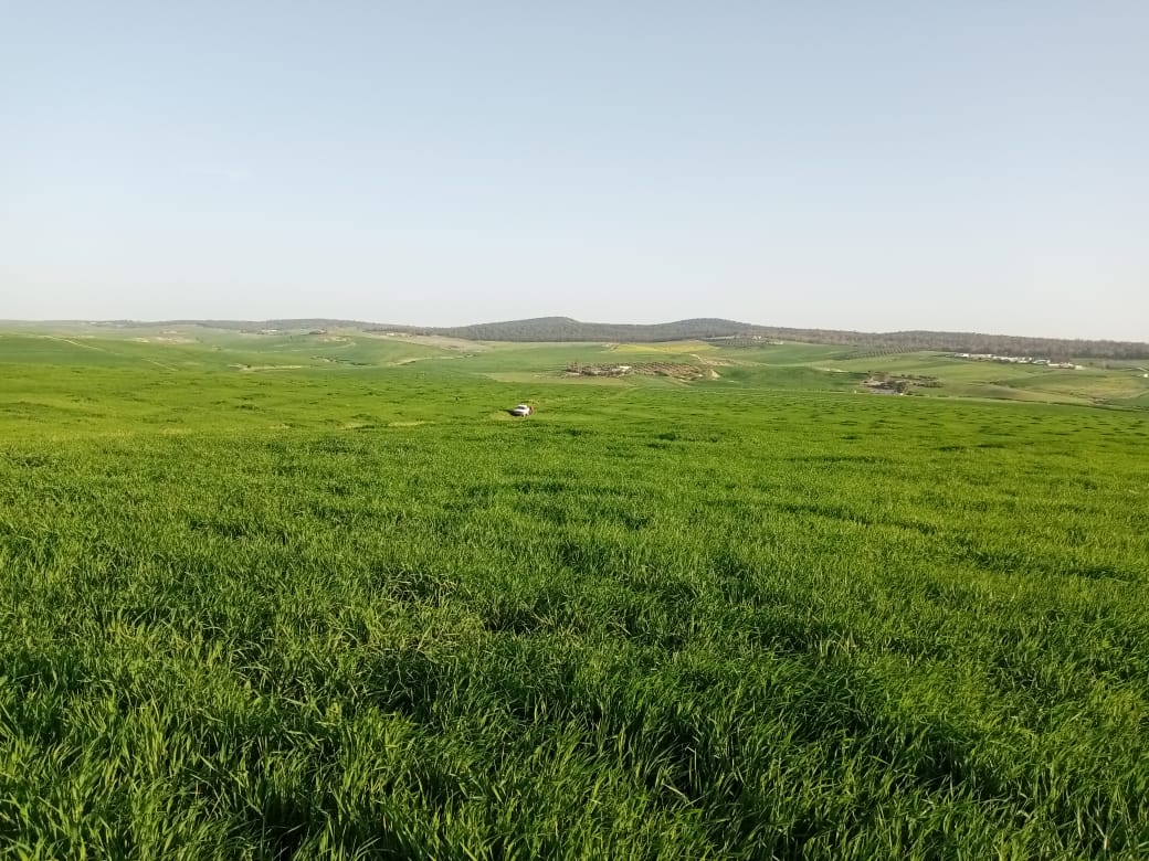 Mejez El Bab Sidi Mediene Terrain Terrain agricole 8 hectares a mejez el bab