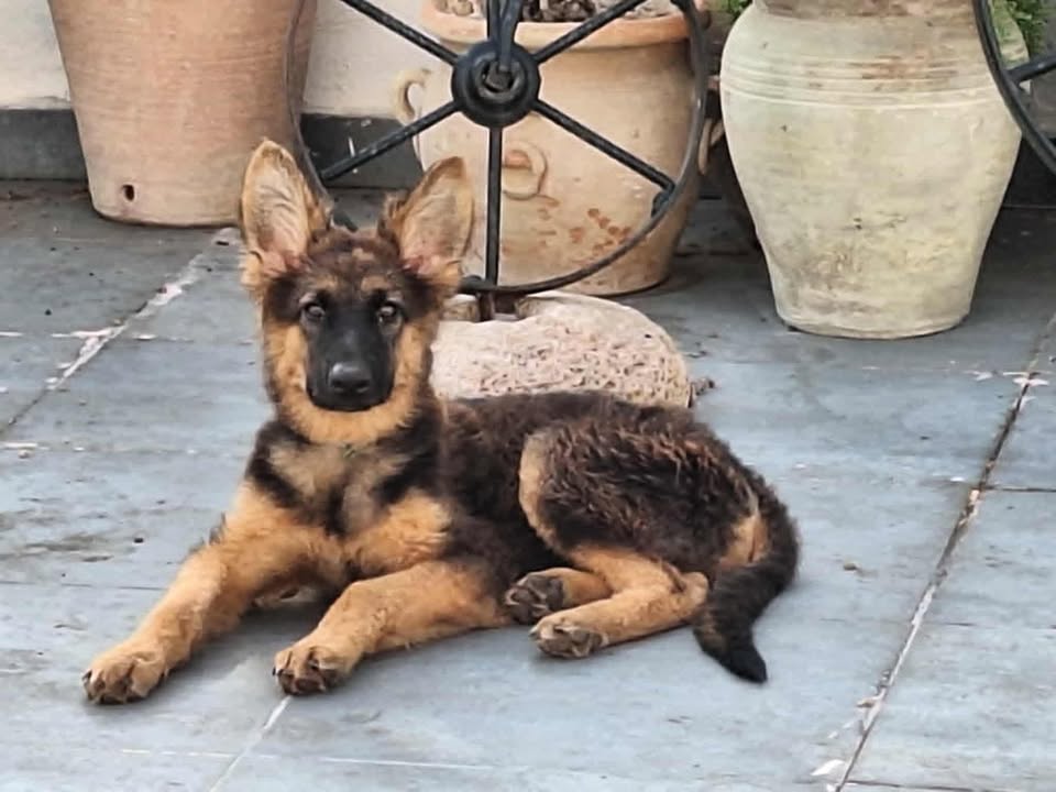 La Marsa Gammart Chiens Autre Chiot berger allemand