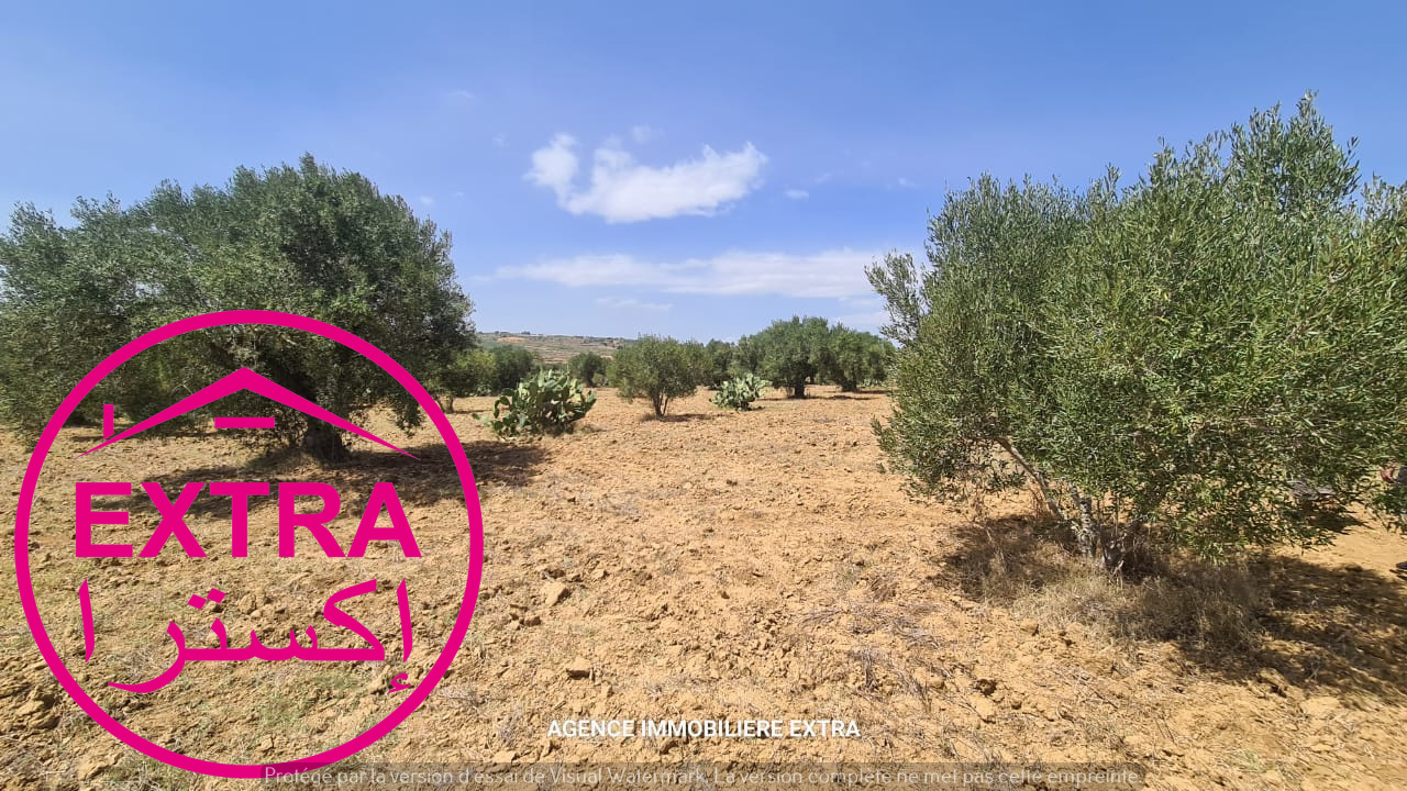 Nabeul Henchir El Haouaria Terrain Terrain agricole Terrain agricole  el haouaria