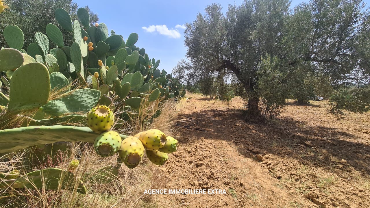 Nabeul Henchir El Haouaria Terrain Terrain agricole Terrain agricole  el haouaria