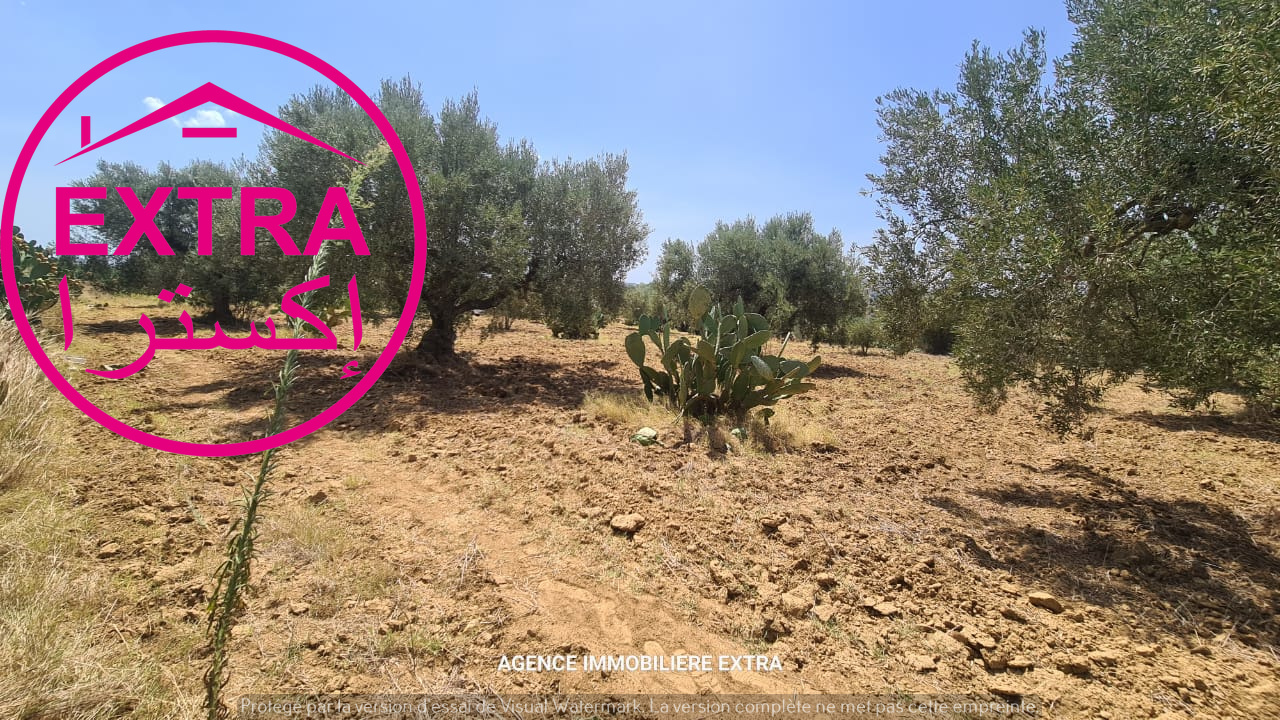 Nabeul Henchir El Haouaria Terrain Terrain agricole Terrain agricole  el haouaria