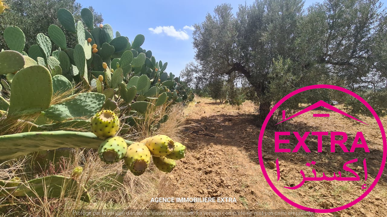Nabeul Henchir El Haouaria Terrain Terrain agricole Terrain agricole  el haouaria