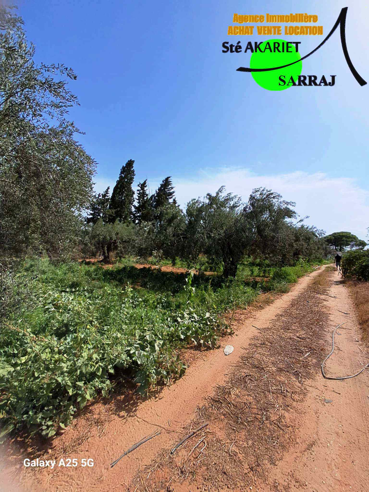 Sidi Bou Ali Sidi Bou Ali Terrain Terrain agricole Senia cltur 2 hectares et 600m  sidi bouali