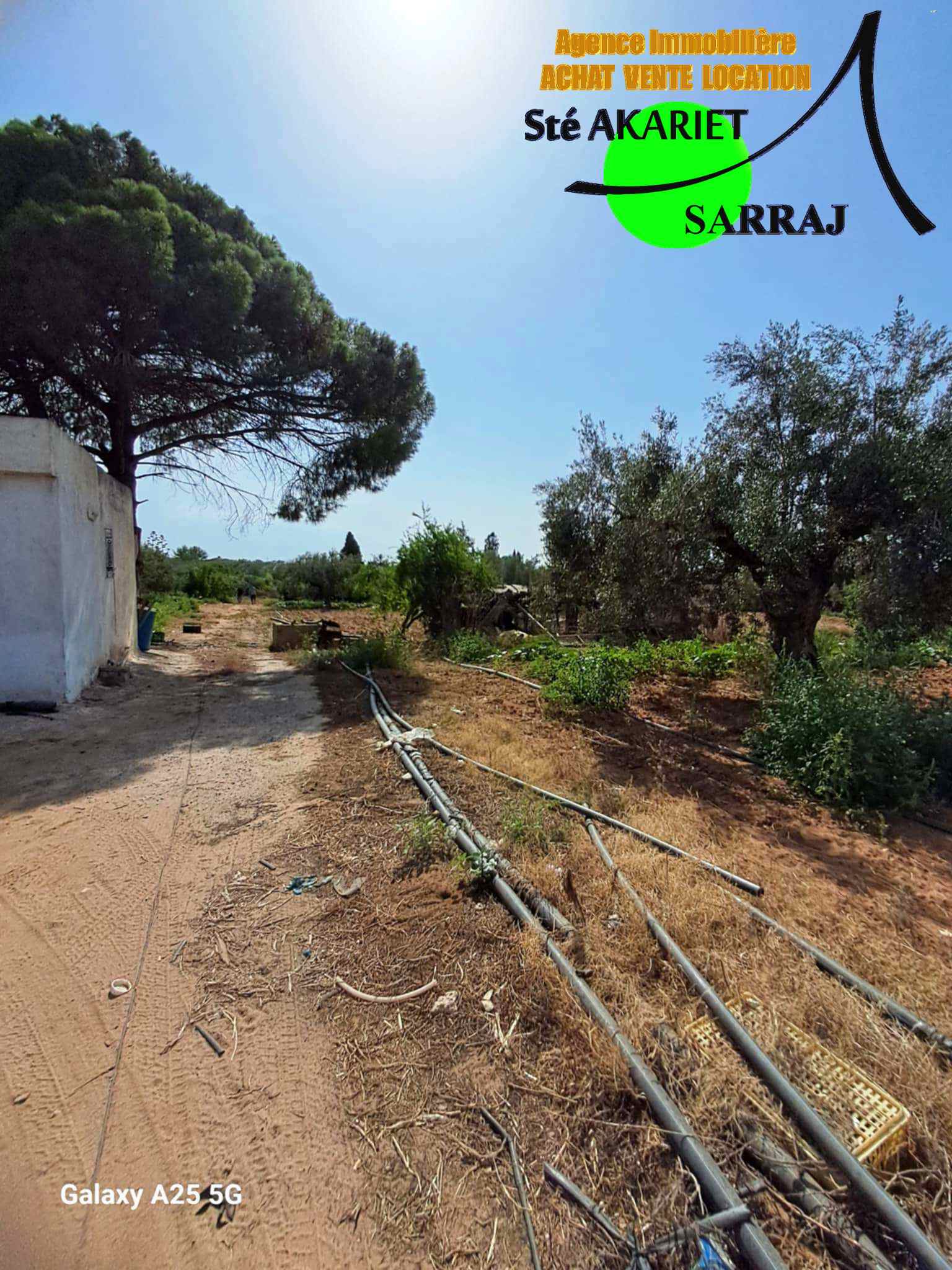 Sidi Bou Ali Sidi Bou Ali Terrain Terrain agricole Senia cltur 2 hectares et 600m  sidi bouali