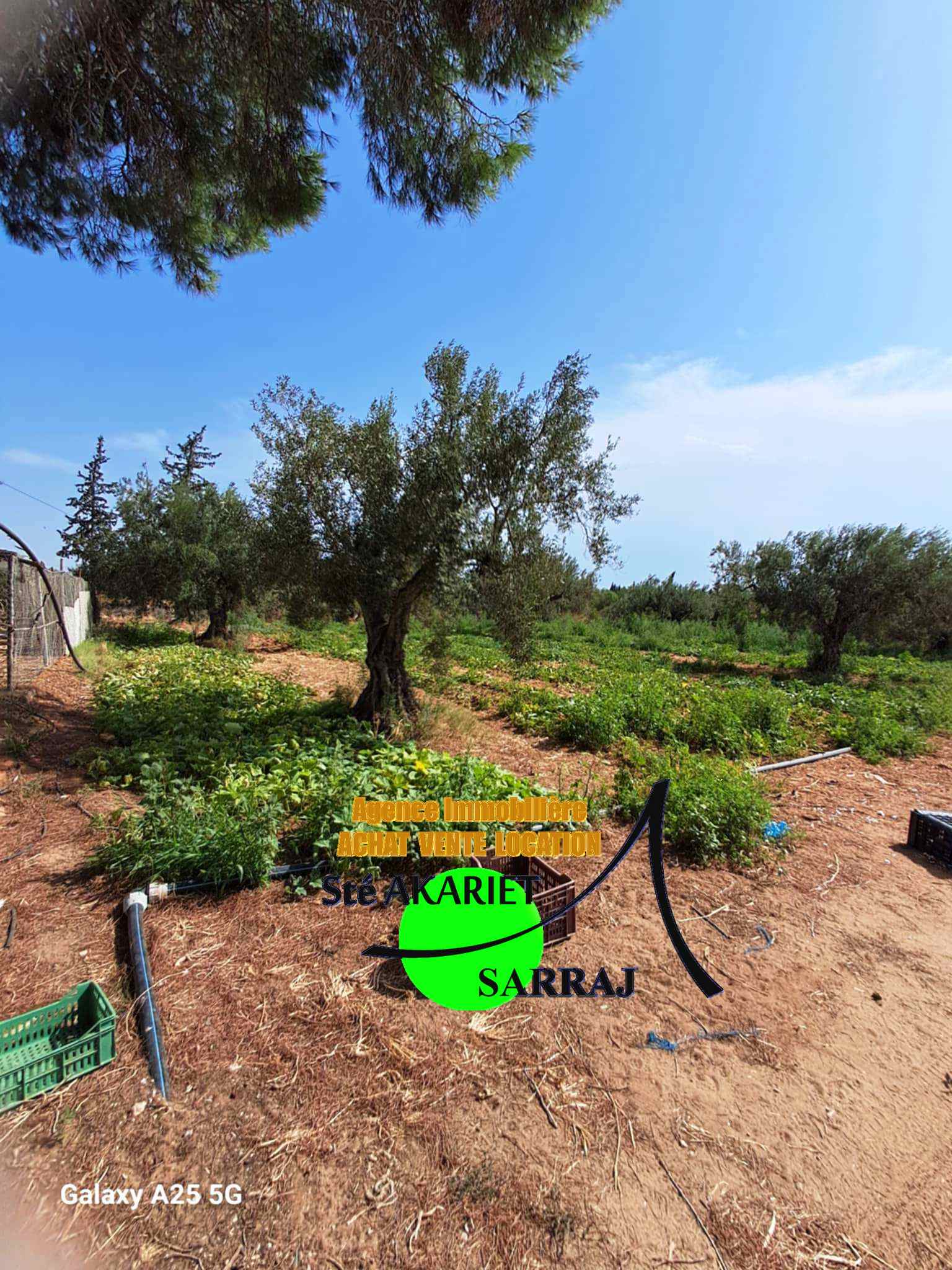 Sidi Bou Ali Sidi Bou Ali Terrain Terrain agricole Senia cltur 2 hectares et 600m  sidi bouali