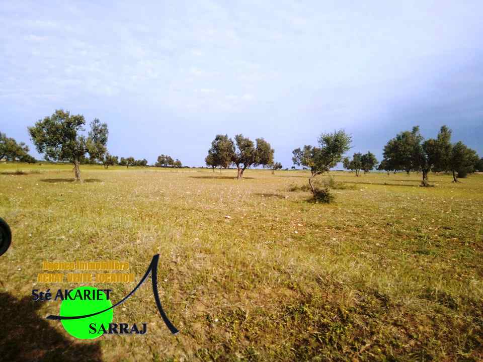 Sidi Bou Ali Sidi Bou Ali Terrain Terrain agricole Deux terrains  swayeh sidi bouali  200m de gp