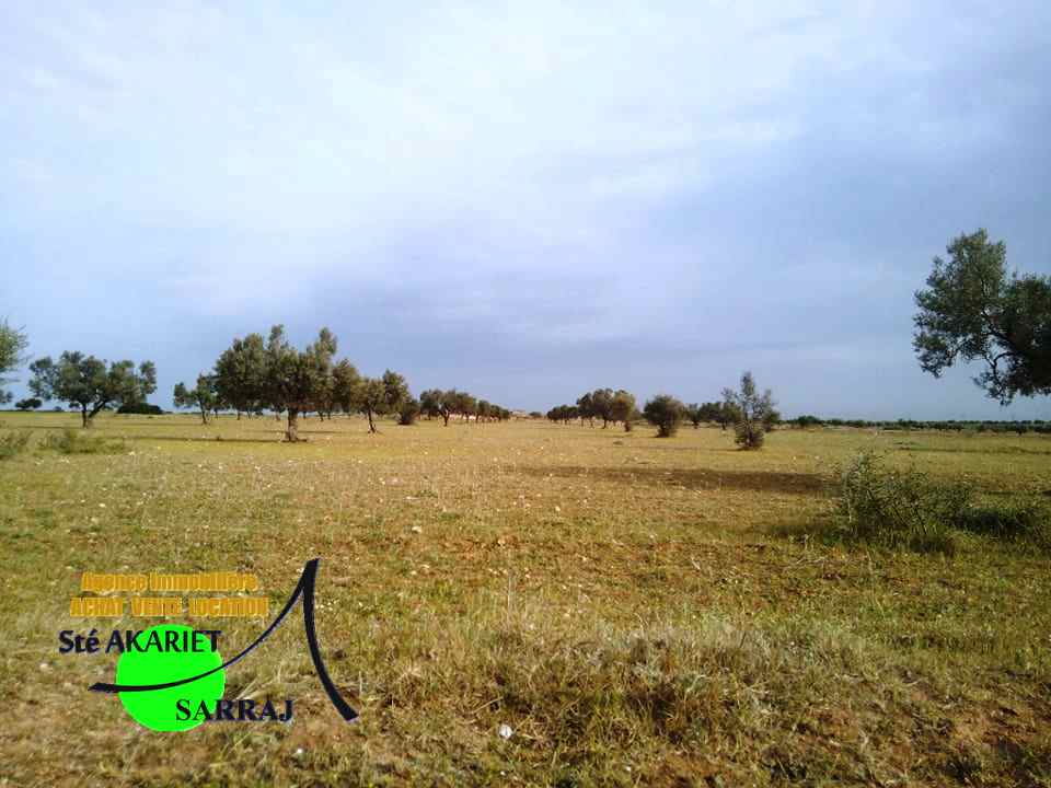 Sidi Bou Ali Sidi Bou Ali Terrain Terrain agricole Deux terrains  swayeh sidi bouali  200m de gp