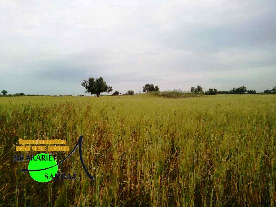 Sidi Bou Ali Sidi Bou Ali Terrain Terrain agricole Deux terrains  swayeh sidi bouali  200m de gp