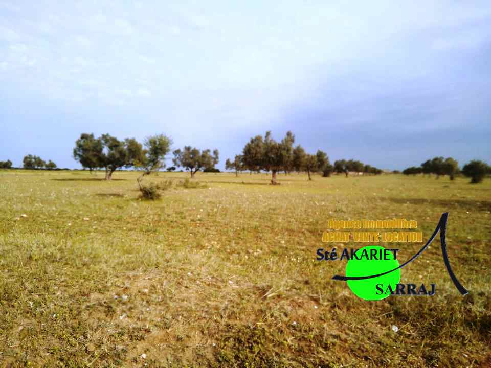 Sidi Bou Ali Sidi Bou Ali Terrain Terrain agricole Deux terrains  swayeh sidi bouali  200m de gp