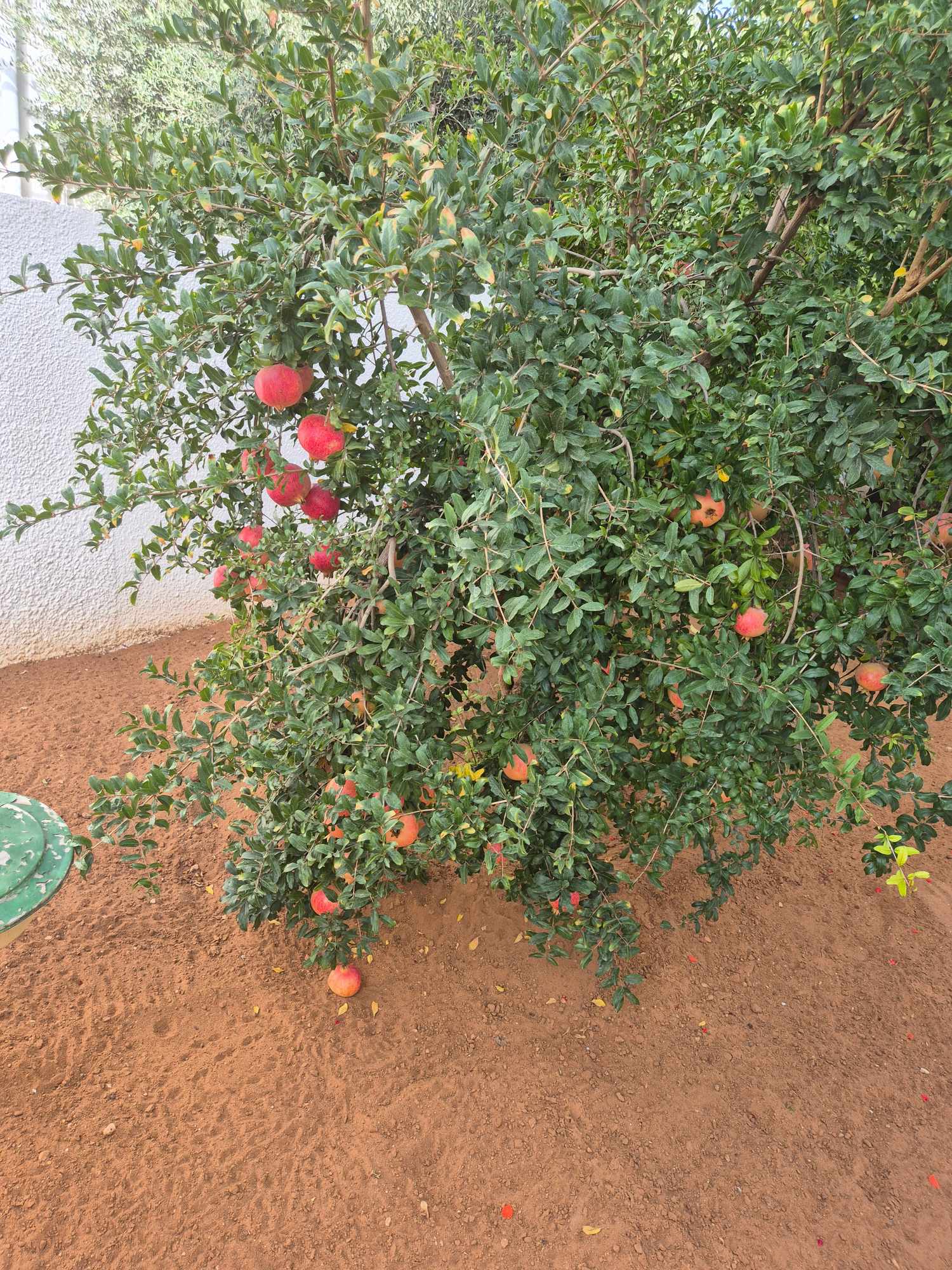 Menzel Bouzelfa Menzel Bouzelfa Location Autre Sania agrume