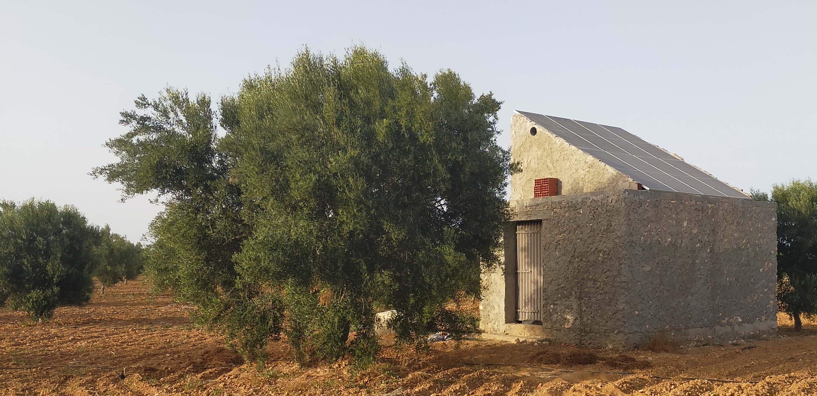 Sfax Ville Bir Ben Ayed Terrain Terrain agricole Terrain agricole  bir ben ayed sfax