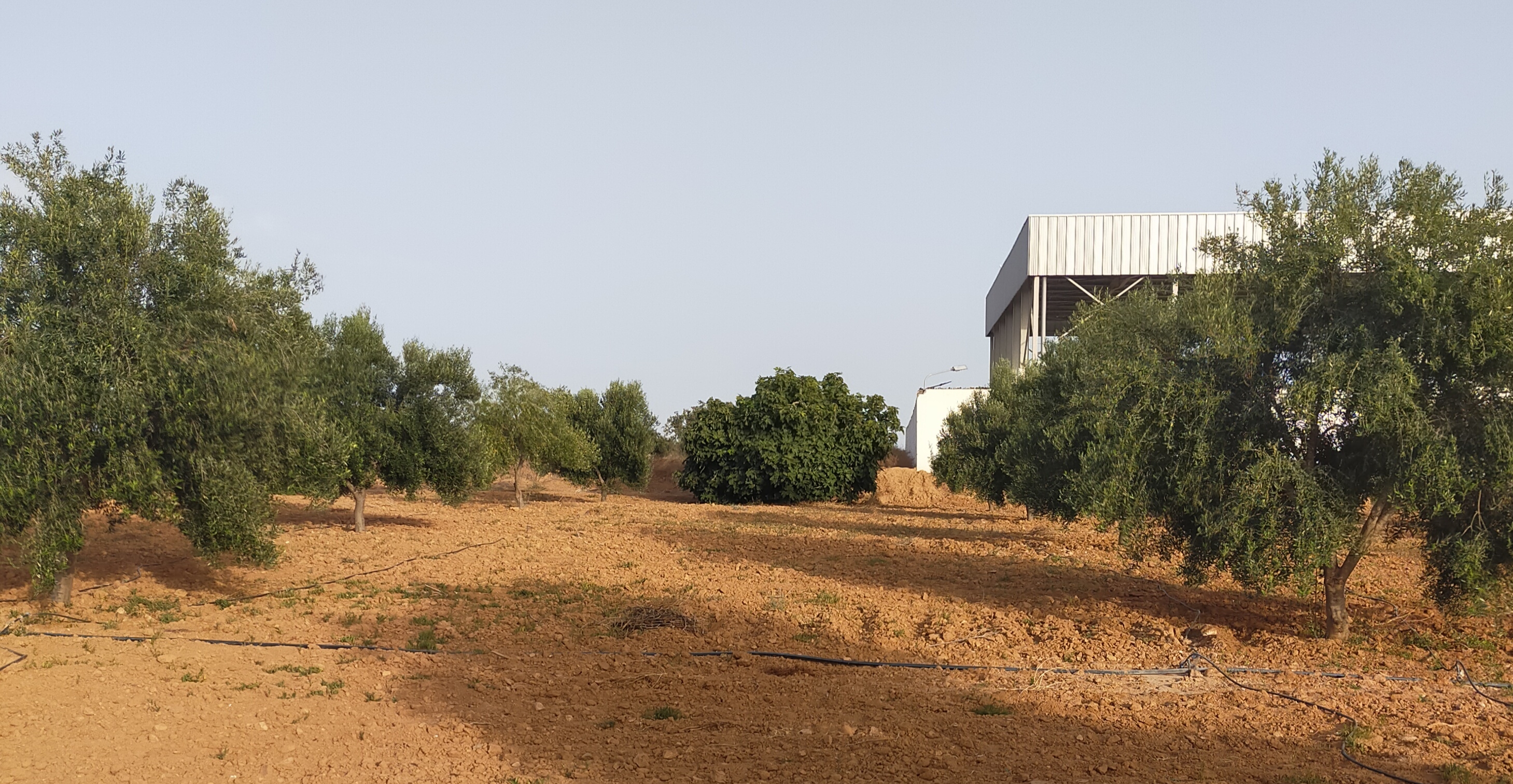 Sfax Ville Bir Ben Ayed Terrain Terrain agricole Terrain agricole  bir ben ayed sfax