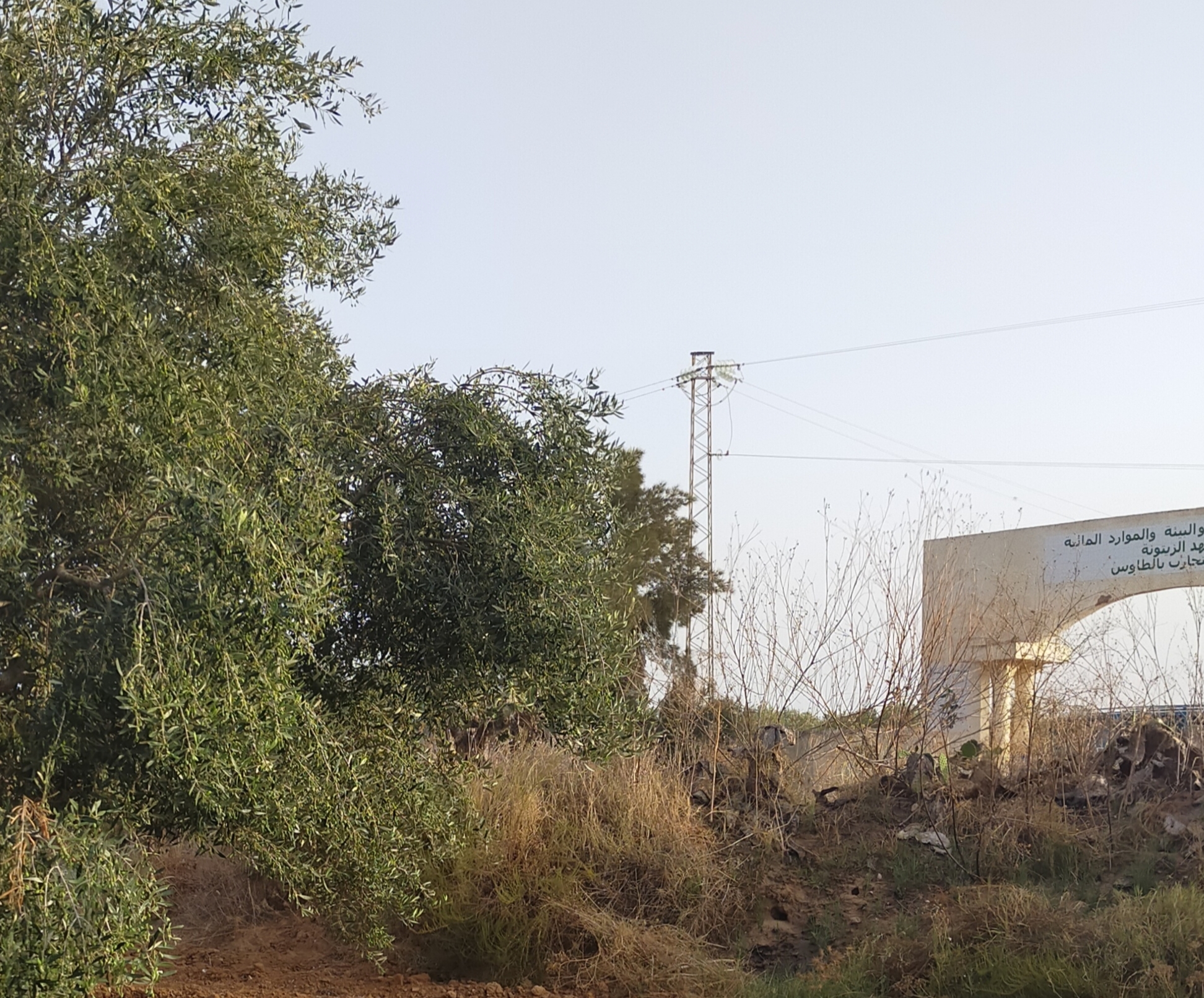 Sfax Ville Bir Ben Ayed Terrain Terrain agricole Terrain agricole  bir ben ayed sfax