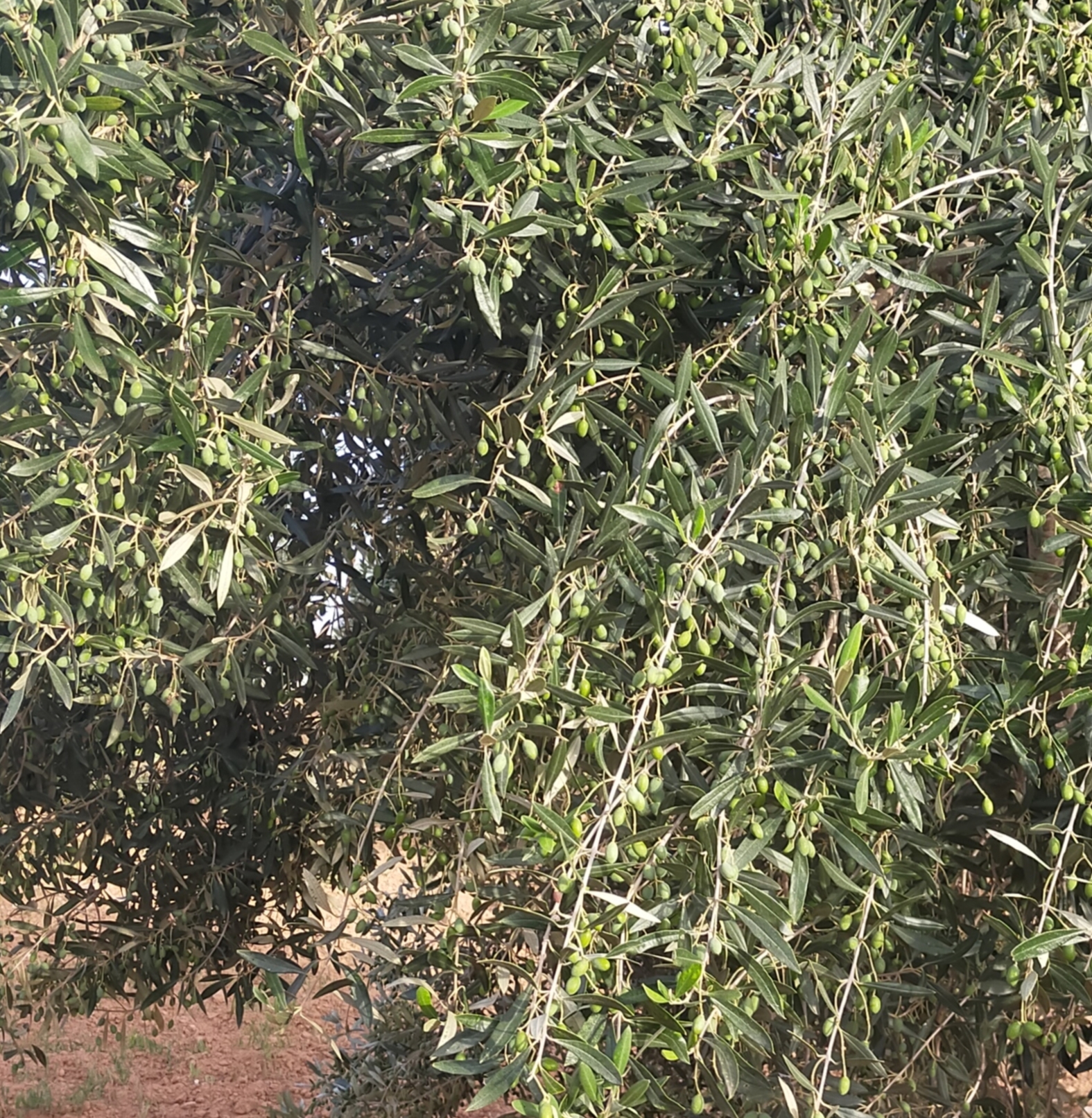Sfax Ville Bir Ben Ayed Terrain Terrain agricole Terrain agricole  bir ben ayed sfax