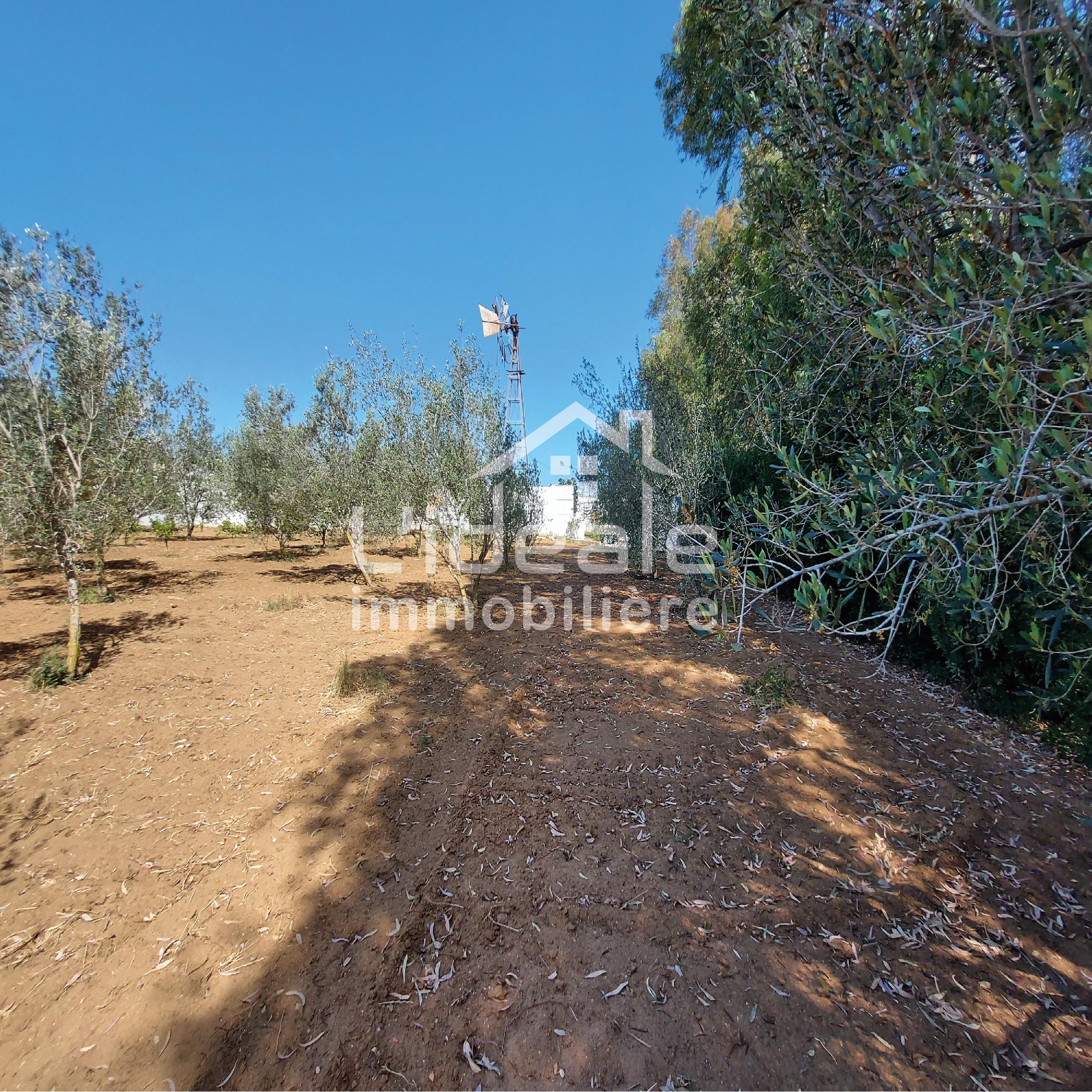 Hammamet Bir Bouregba Terrain Terrain nu Terrain mejdi  hammamet