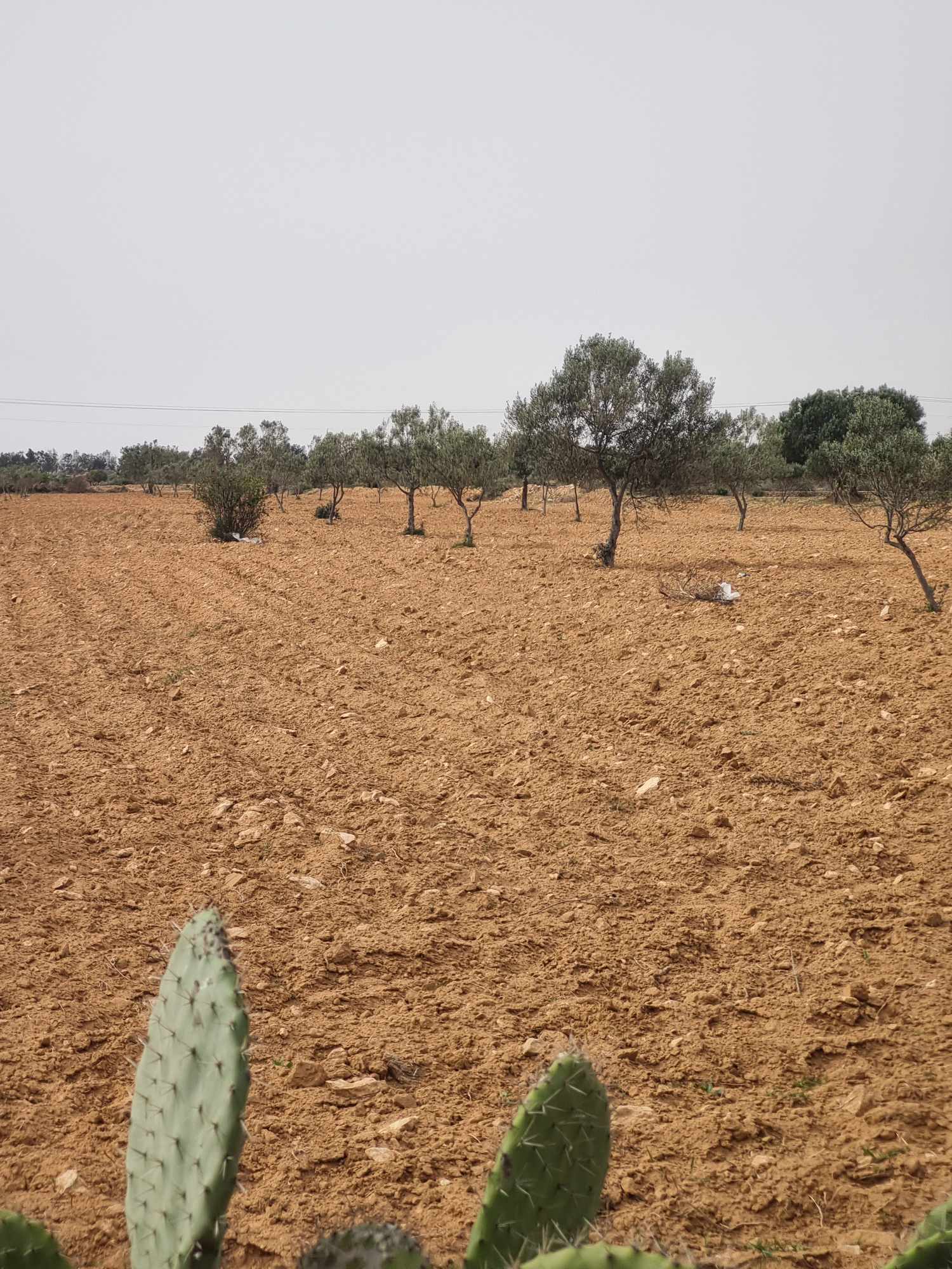 Sakiet Eddaier Essaltania Terrain Terrain agricole Terrain avec olivier 10 ans