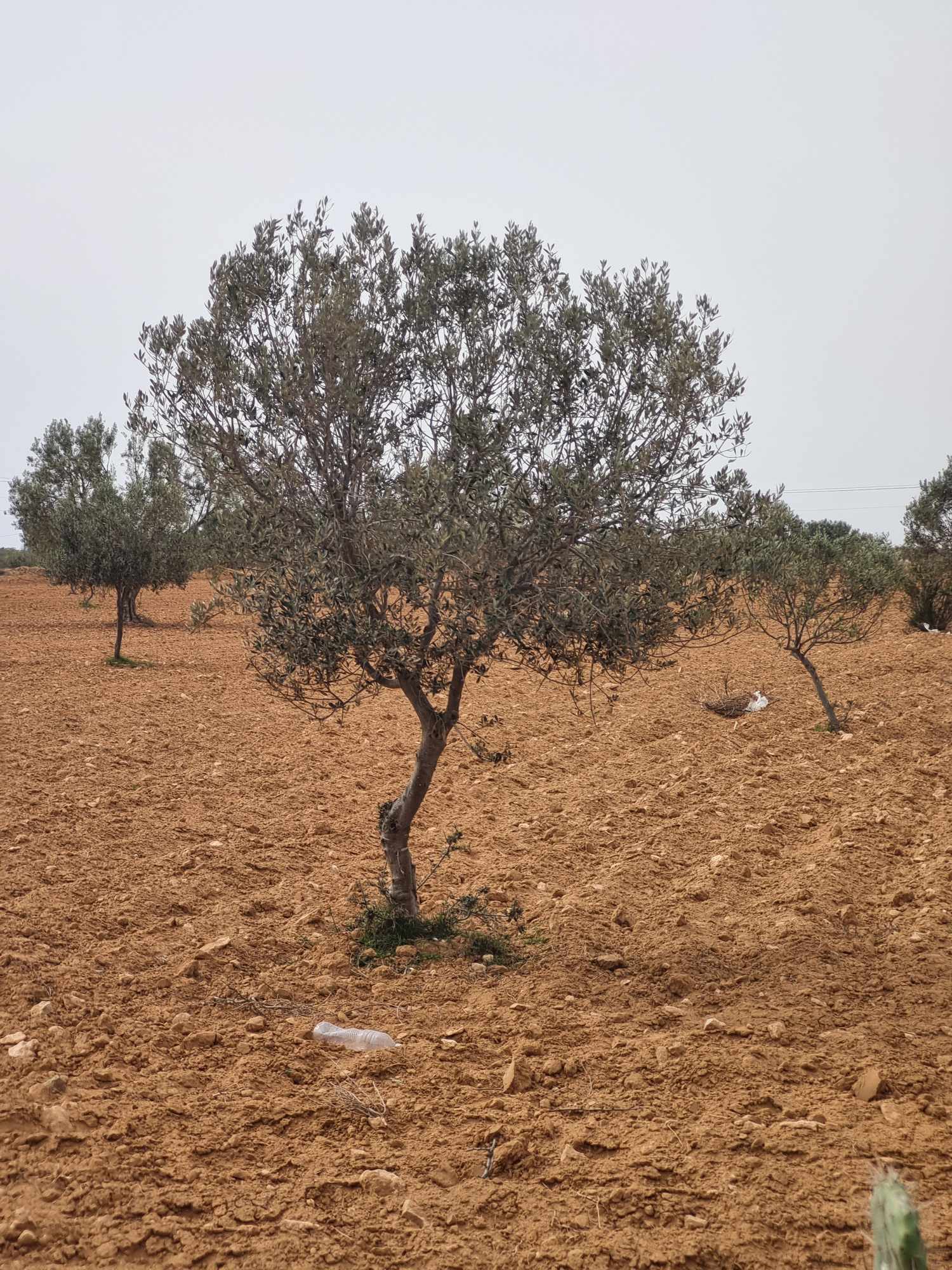 Sakiet Eddaier Essaltania Terrain Terrain agricole Terrain avec olivier 10 ans