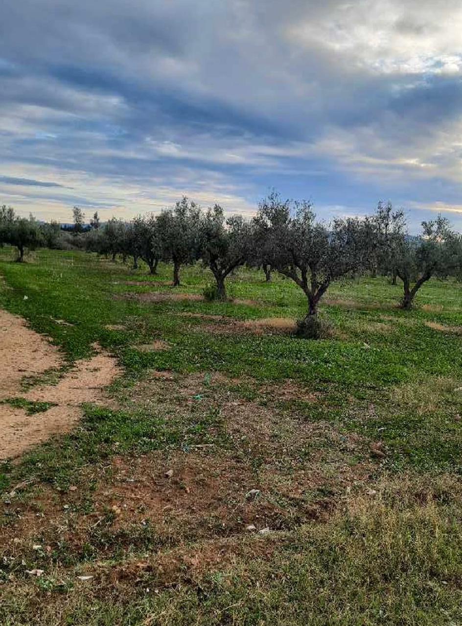 Soliman Dhahri Terrain Terrain agricole Occasion  ne pas rater