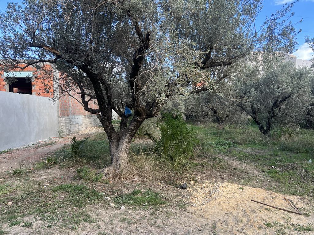 Hammam Lif Bou Kornine Terrain Terrain nu Terrain dans un lotissement